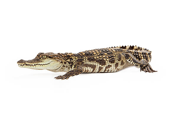 istock Beautiful Baby Siamese Crocodile 475440908