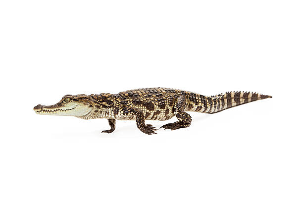 istock Baby Siamese Crocodile Walking Side View 475440934