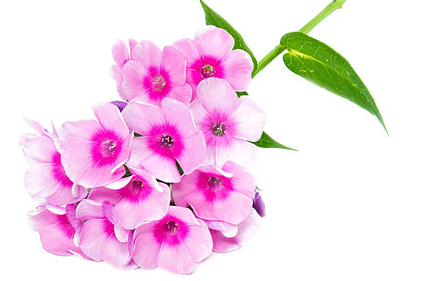 istock Blooming Phlox paniculata flowers 475441203