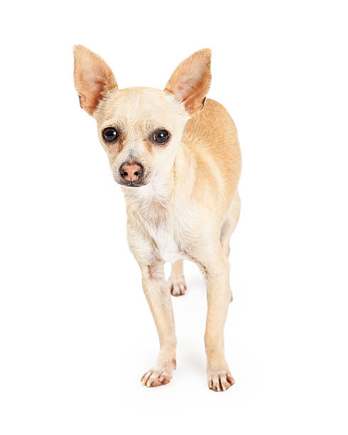 istock Attentive Chihuahua Dog Standing Looking Forward 475441658