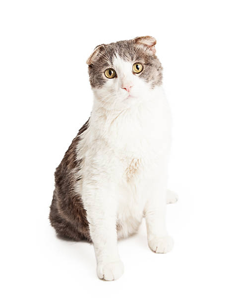 istock Curious Domestic Shorthair Mixed Breed Cat Sitting 475441746