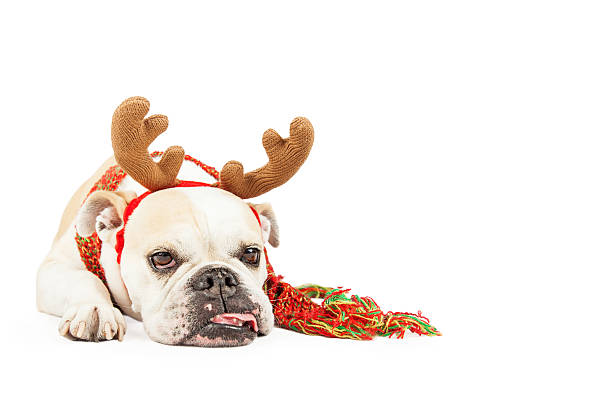 istock Tired Christmas Reindeer Dog With Copy Space 475441838
