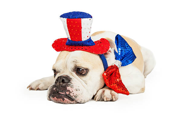 istock Tired American Patriotic Bulldog 475441842