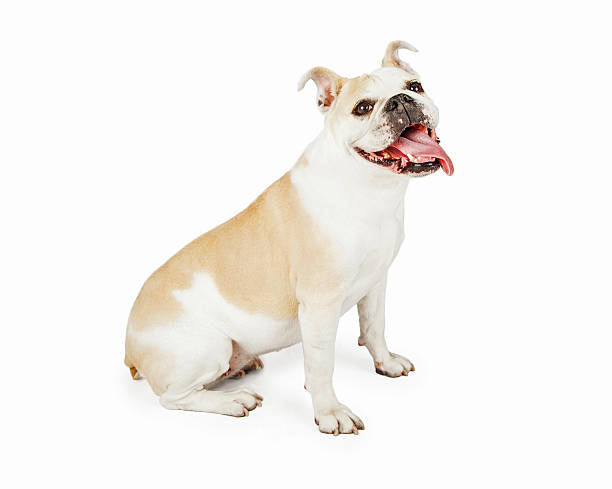 istock Smiling Bulldog Sitting At An Angle 475441844