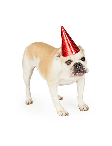 istock Festive looking Bulldog wearing a red party hat. 475441880