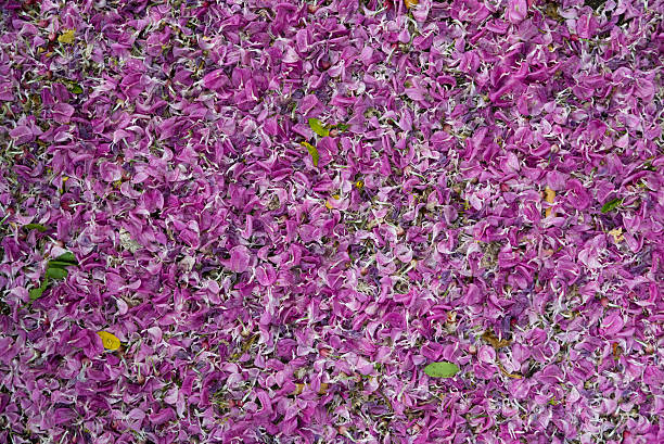 istock Flower petals in a pile 475442188