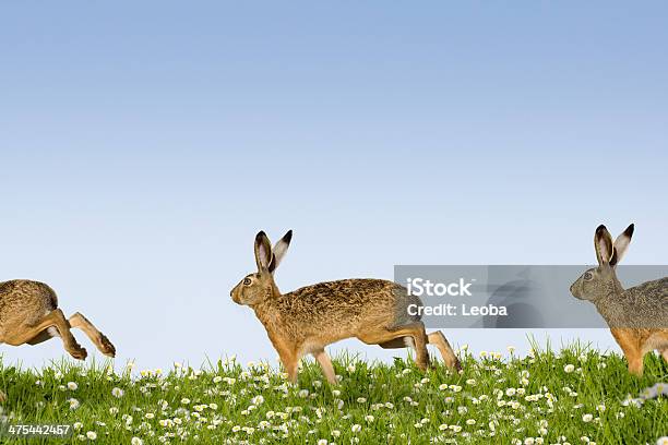 Running Bunny Stock Photo - Download Image Now - Brown Hare, Three Animals, Animal