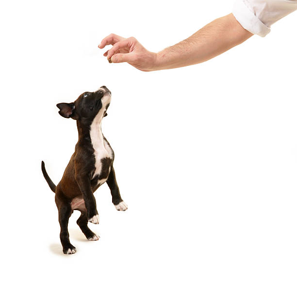 istock Pit Bull Puppy Dog Jumping for Treat 475442633