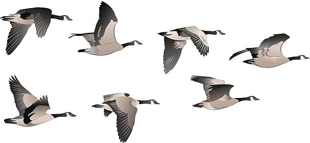 Flock of Geese Flock of Geese canada goose stock illustrations