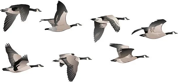 Vector illustration of Flock of Geese