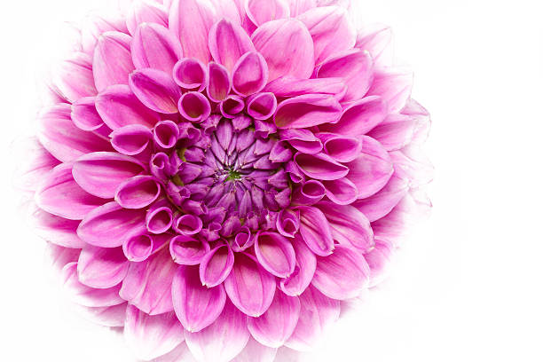 istock Blooming Dahlia flower on white background 475443485
