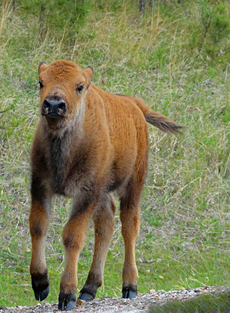 istock American Bison Buffalo baby calf in Custer State Park 475443758