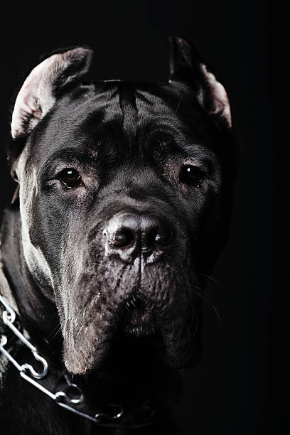 istock big dog italian cane corso 475443775