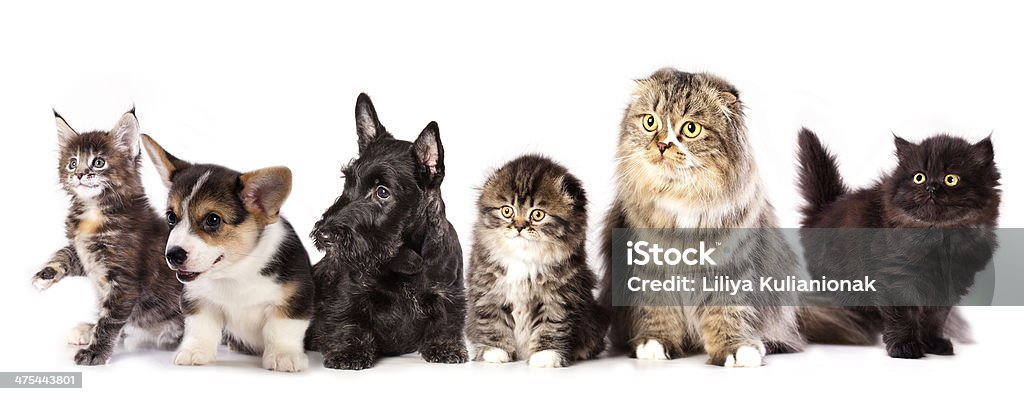 Gruppe von Katzen und Hunden - Lizenzfrei Bildhintergrund Stock-Foto