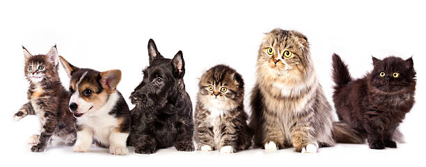 istock Group of cats and dogs 475443801