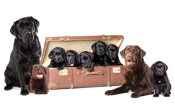 istock Labrador dog family 475443847