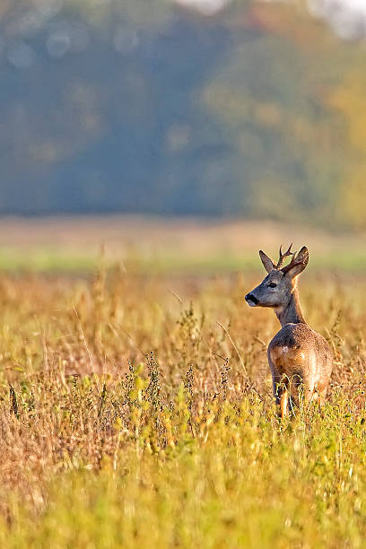 istock Buck deer in the clearing 475444083