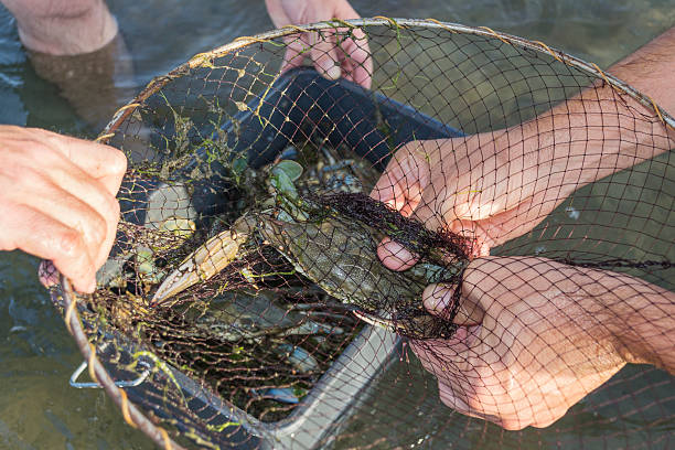 istock Crab fishing 475444589