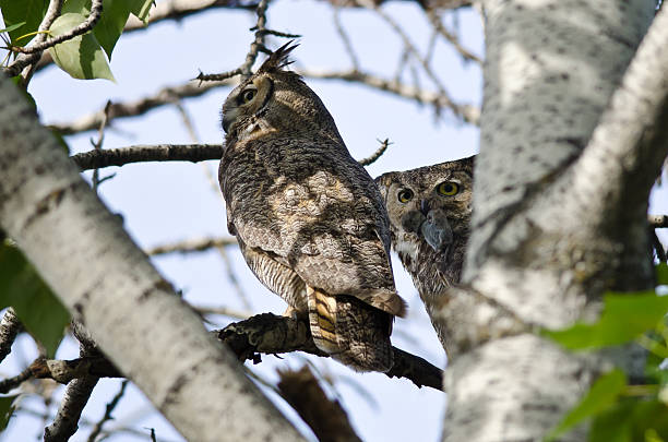 istock Great Horned Owl Making Eye Contact While Holding Captured Rodent 475445010