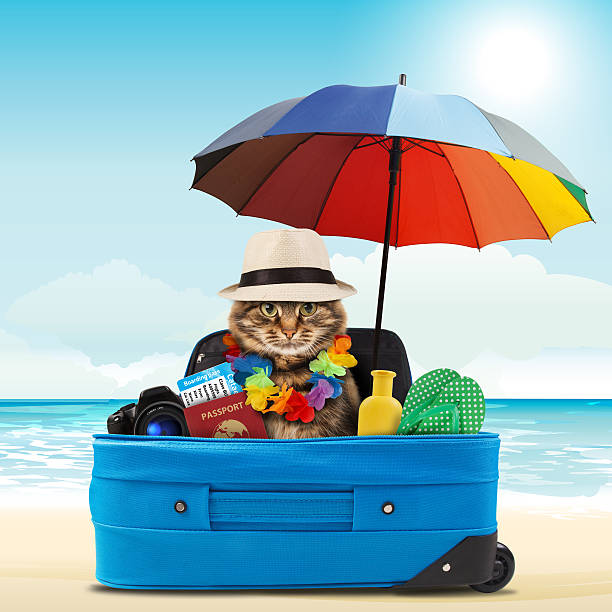 istock funny cat going on vacation 475445228