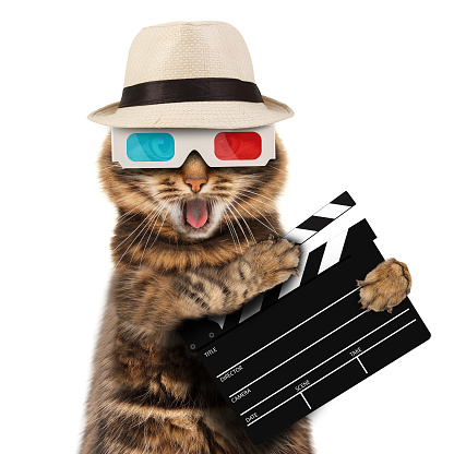 movie director cat with a clapperboard