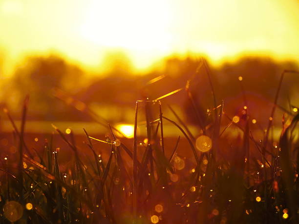istock sunrise and grass with sparkling dew 475445892