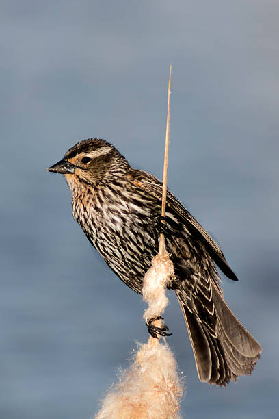 istock Female red winged blackbird against a blue sky 475445962