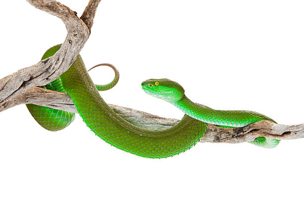 istock Green Color White-Lipped Pitviper Snake 475446224