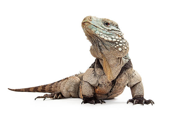 istock Grand Cayman Blue Iguana-Low View 475446244