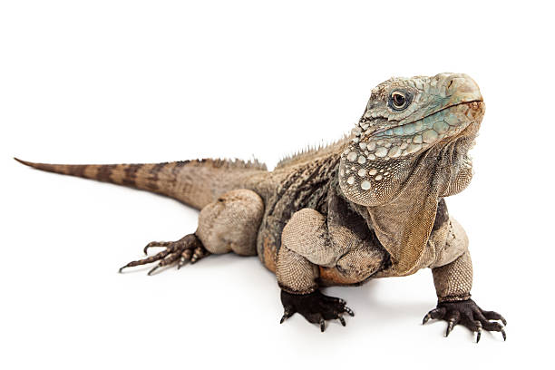 istock Grand Cayman Blue Iguana Walking to Side 475446246