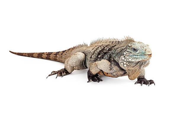 istock Grand Cayman Blue Iguana Walking Forward 475446248