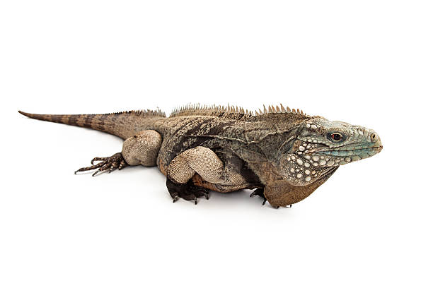 istock Grand Cayman Blue Iguana Profile 475446290
