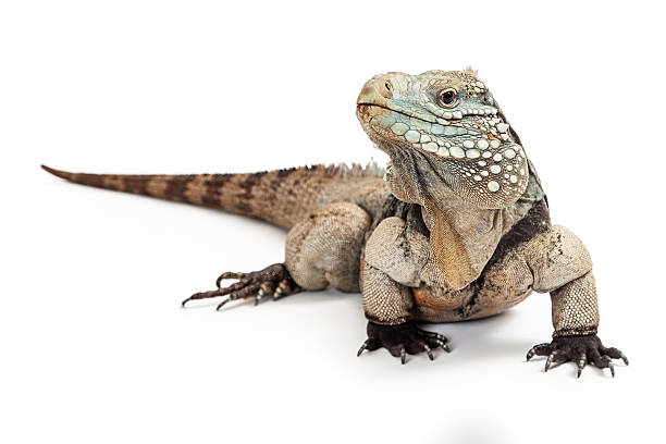 gran caimán azul iguana mirando a lado y lado a lado - iguana fotografías e imágenes de stock