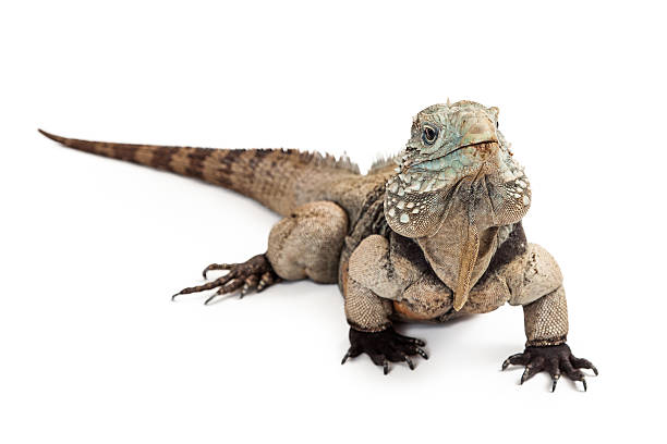 istock Grand Cayman Blue Iguana Isolated on White 475446296