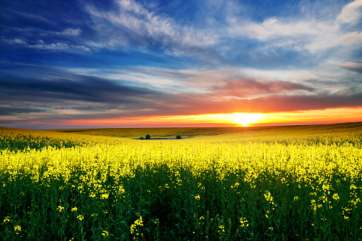 Wonderful rural scene of blooming rapeseed field on sunset