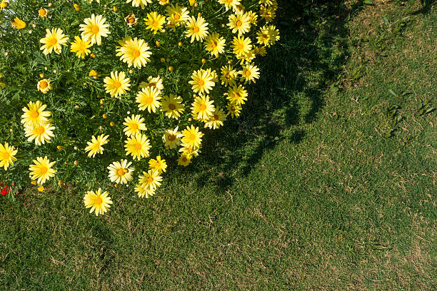 istock summer yellow daisies on green grass 475446616