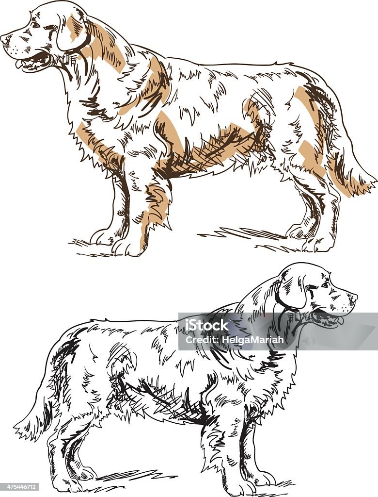 Golden Retriever Pen And Ink Drawing Hand-drawn illustration of a purebred Golden-Retriever dog standing in side view. Drawing in pen and ink style. Strokes are expanded. Golden Retriever stock vector