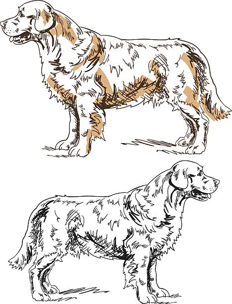 Vector illustration of Golden Retriever Pen And Ink Drawing
