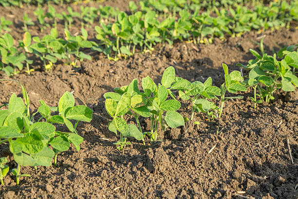 istock Green soybean plants close-up shot, mixed organic and gmo 475447072