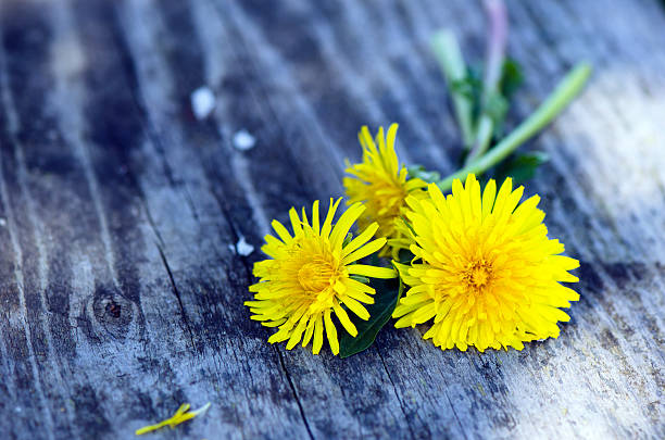 istock Yellow dandelion flowers 475447256