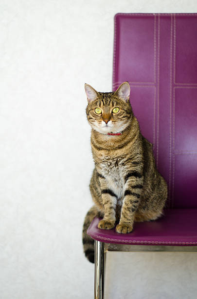 tabby cat sitting on a chair purple on light background