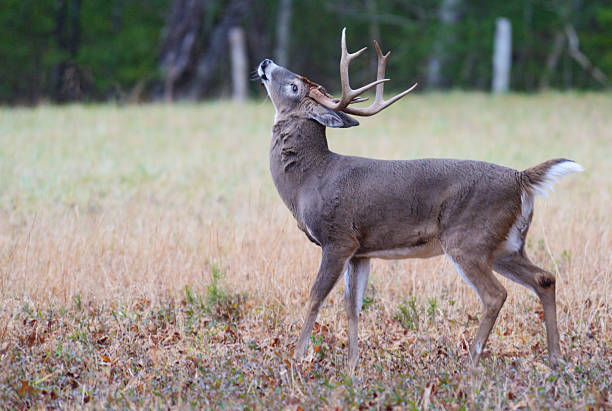 istock Male White Tailed Deer with head thrown back winding. 475447924