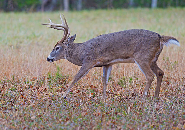 istock Male White Tailed Deer in Cades Cove. 475447928