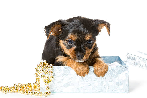 istock Yorkshire Terrier puppy in gift box 475447960