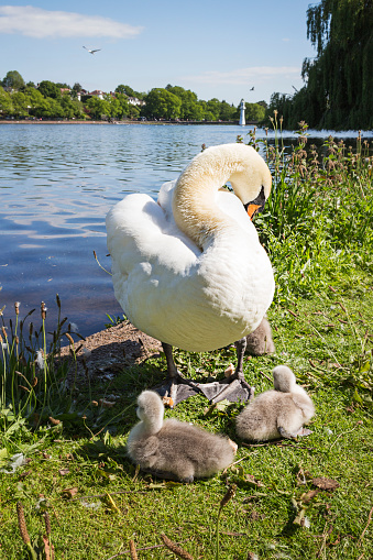 Swan Preening with signets Roath Park Cardiff Wales