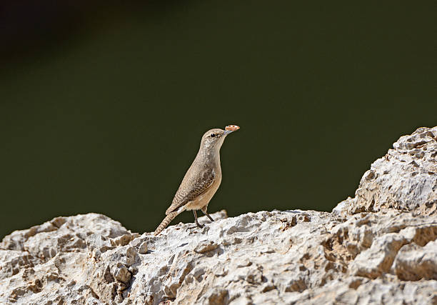 Canyon Wren Proud of the Button He Found in Santa Elena Canyon in Big Bend National Park in Texas