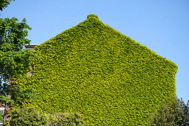 istock Shape of a house covered with wild vine leaves 475448908