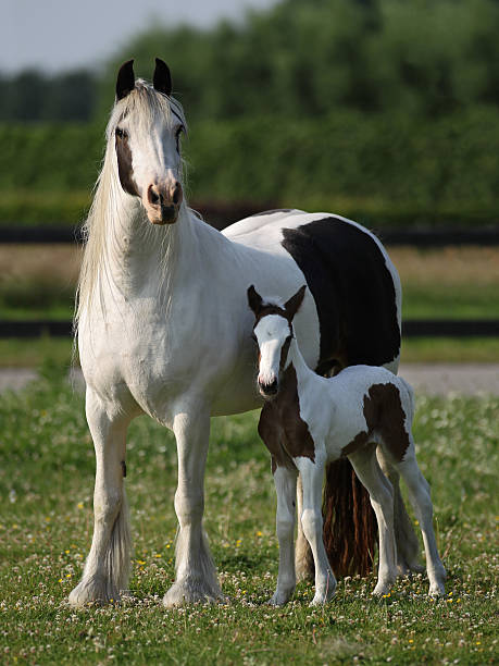 istock Irish Cob mare and foal in the meadow 475449297