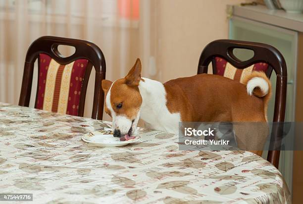 Basenji Prepares Dirty Plate For Dishwashing Machine Stock Photo - Download Image Now