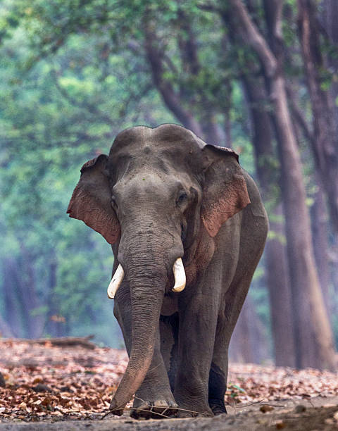 istock Portrait of Male Elephant 475449838